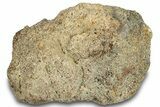 Dinosaur (Triceratops) Bone Section - Montana #307079-1